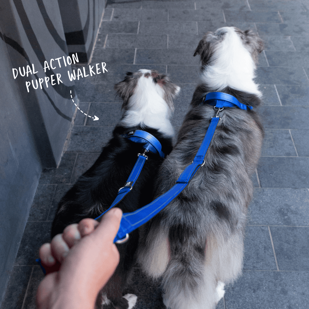 multi-function-leash-navy-walk-two-dogs