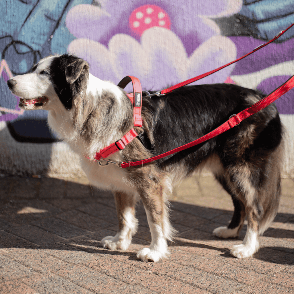 Multifunction Leash 6-in-1 multifunction dog leash – Red – Something For Frankie