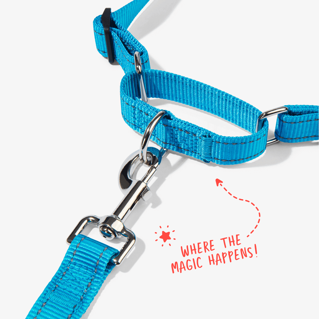 Aqua no pull dog harness showing front clip and martingale loop to prevent pulling