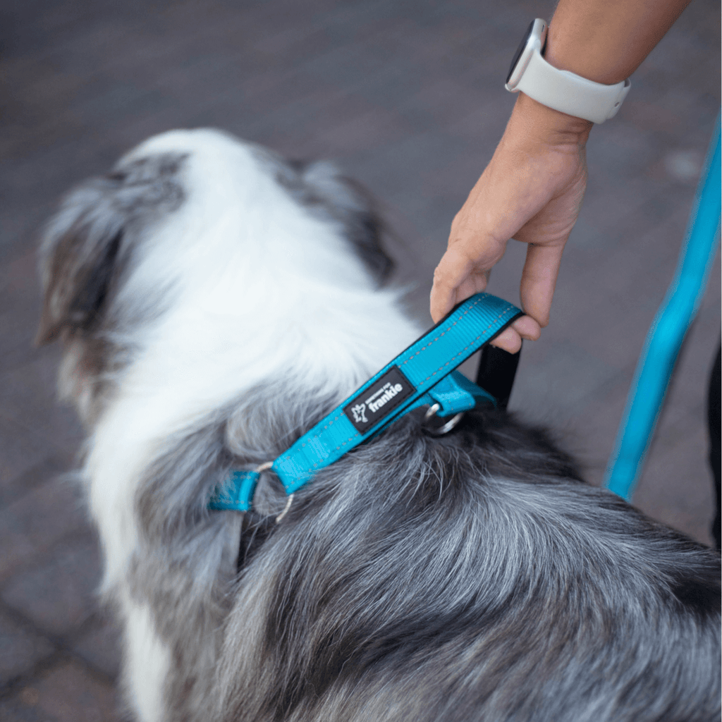 Aqua no pull dog harness showing padded handle on reactive dog