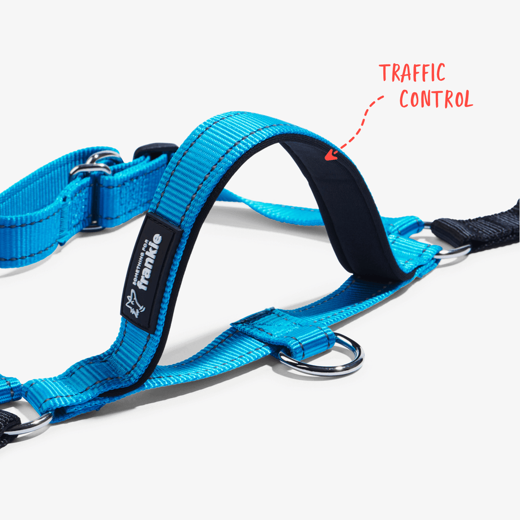 Aqua no pull dog harness with padded handle for traffic control in busy areas