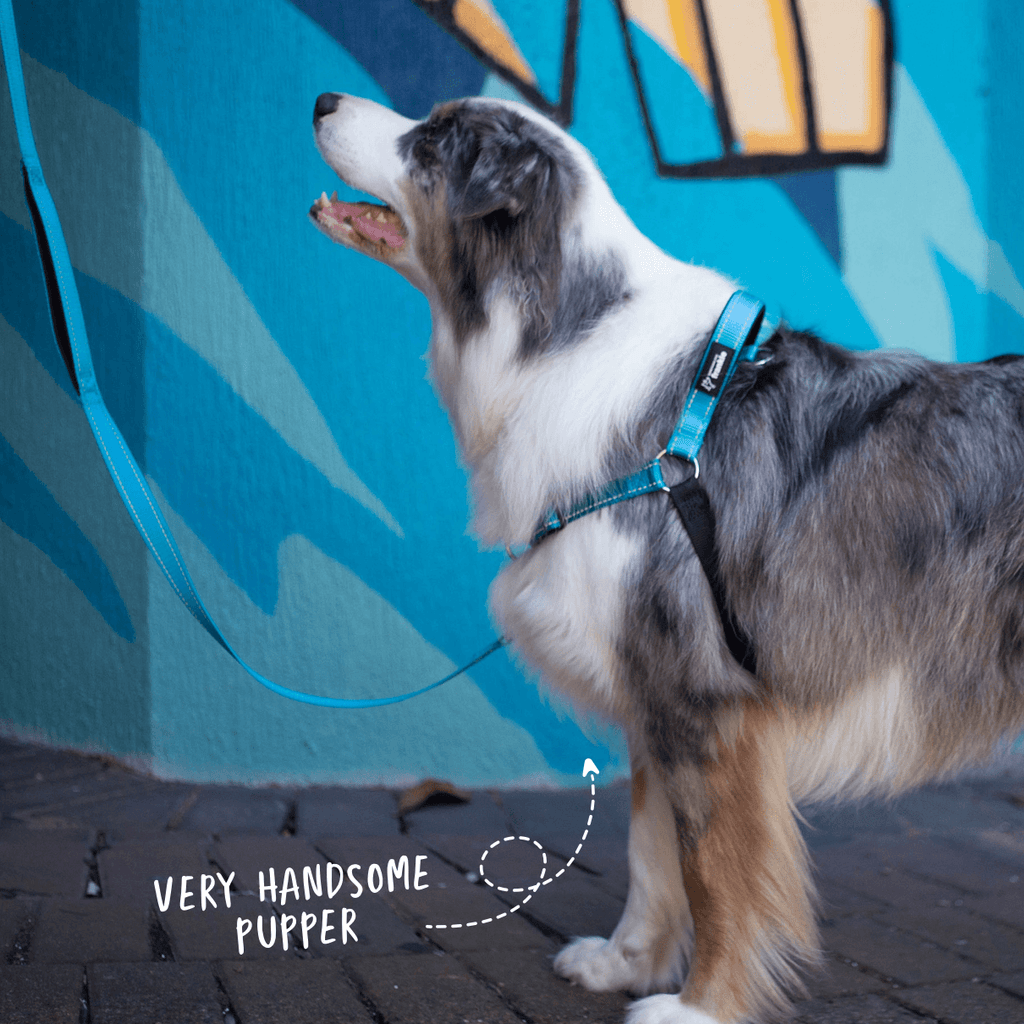 Aqua no pull dog harness with matching leash on reactive dog