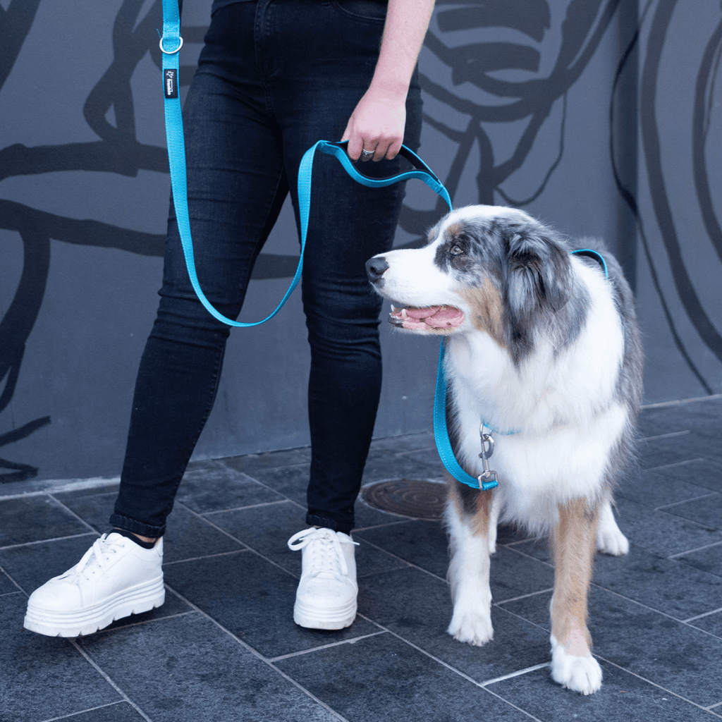 Aqua no pull dog harness and leash front clip on reactive dog
