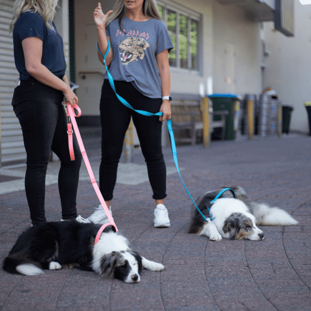 Aqua and pink no pull dog harnesses and leashes front clip on calm reactive dogs