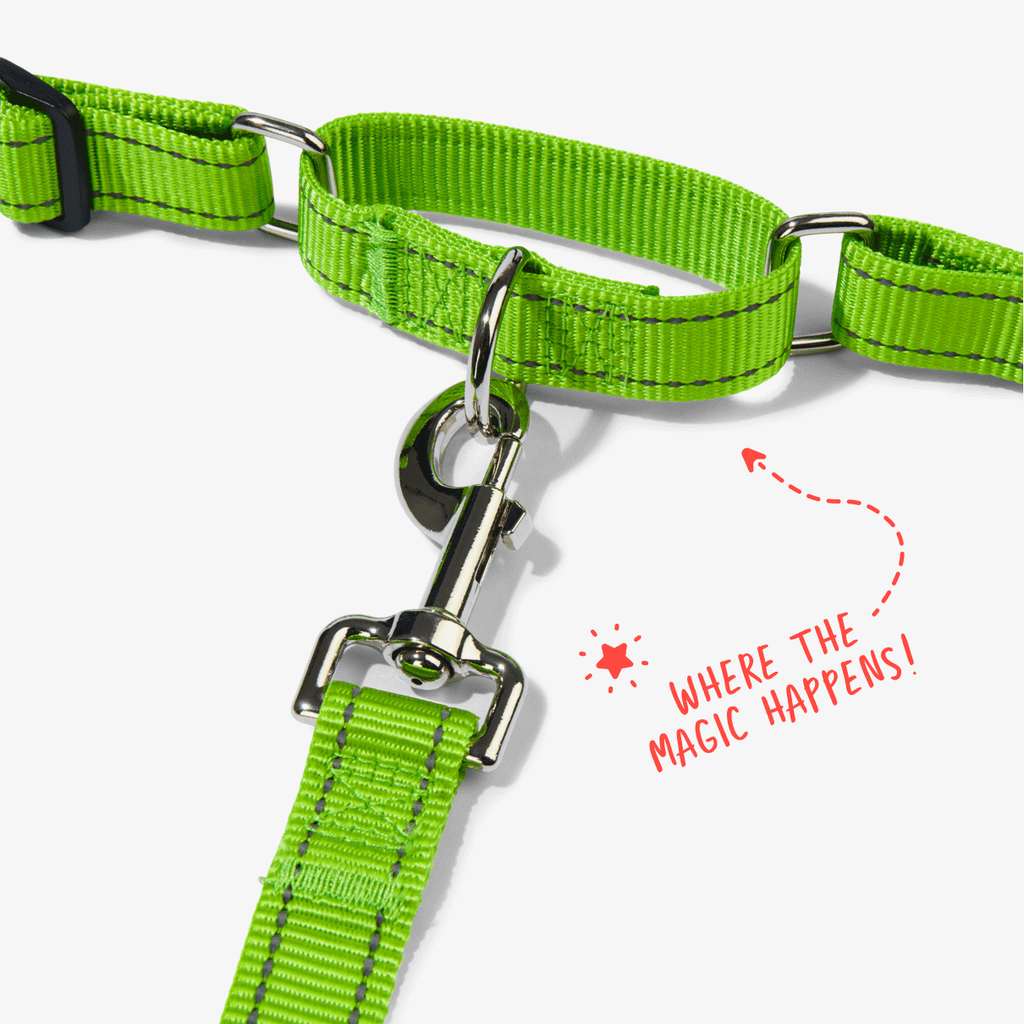 Lime no pull dog harness showing front clip and martingale loop to prevent pulling
