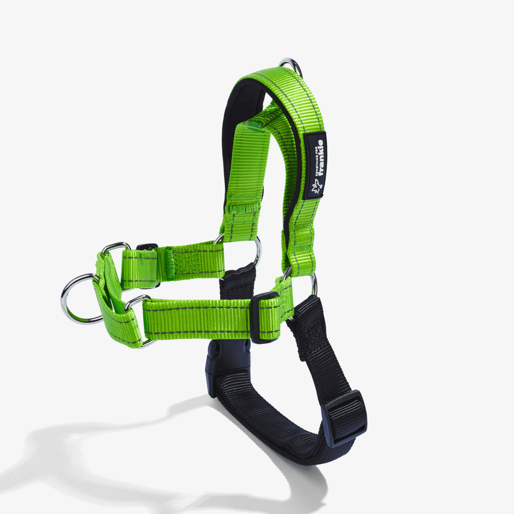 Lime no pull dog harness showing padding and adjustable