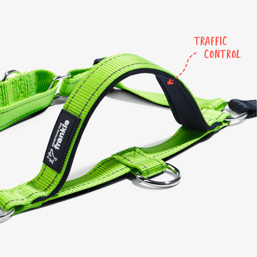 Lime no pull dog harness with padded handle for traffic control in busy areas