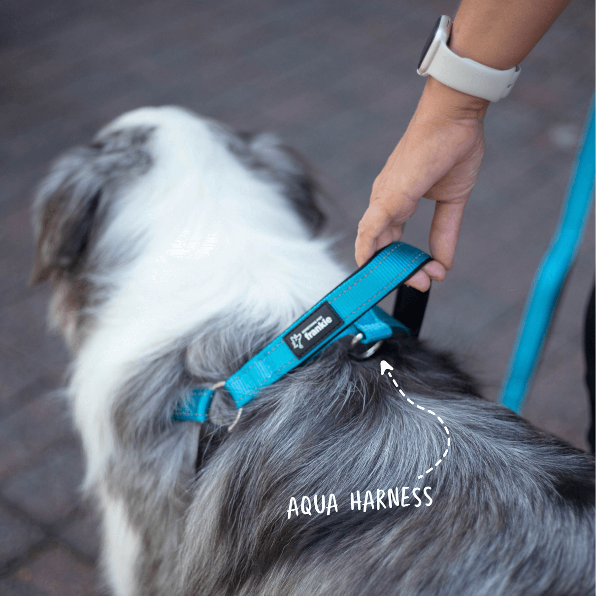 No pull dog harness Navy Something For Frankie