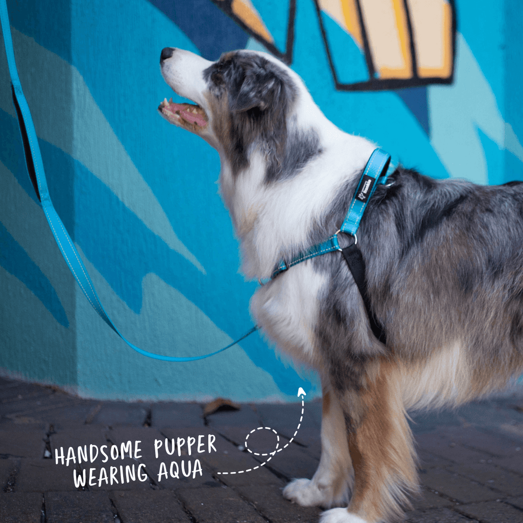 Aqua no pull dog harness with matching leash on reactive dog