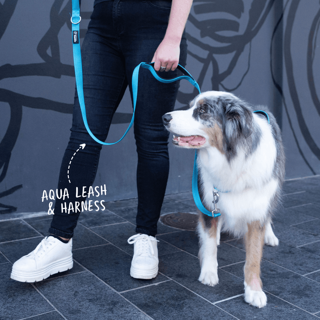 Aqua no pull dog harness and leash front clip on reactive dog