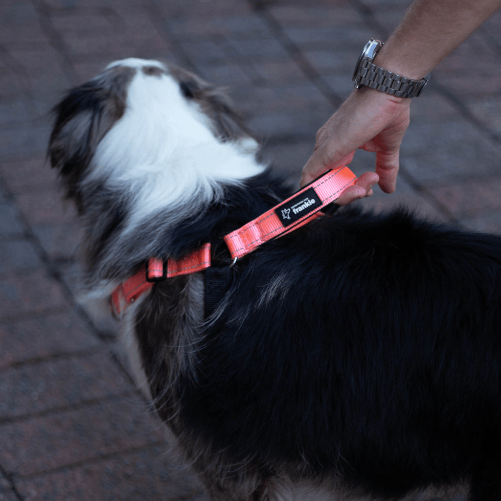 Pink no pull dog harness showing padded handle on reactive dog
