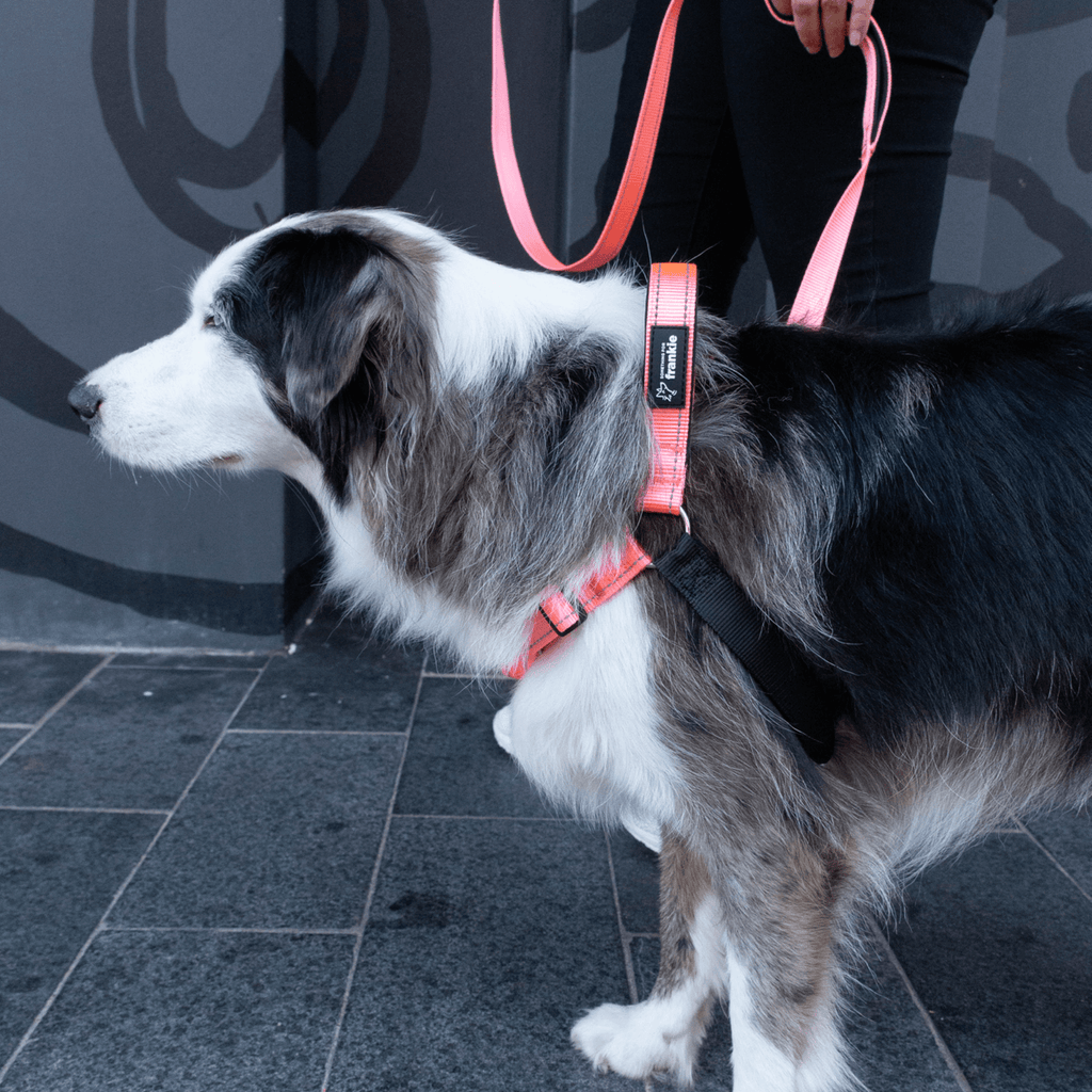 Pink no pull dog harness with matching leash on reactive dog