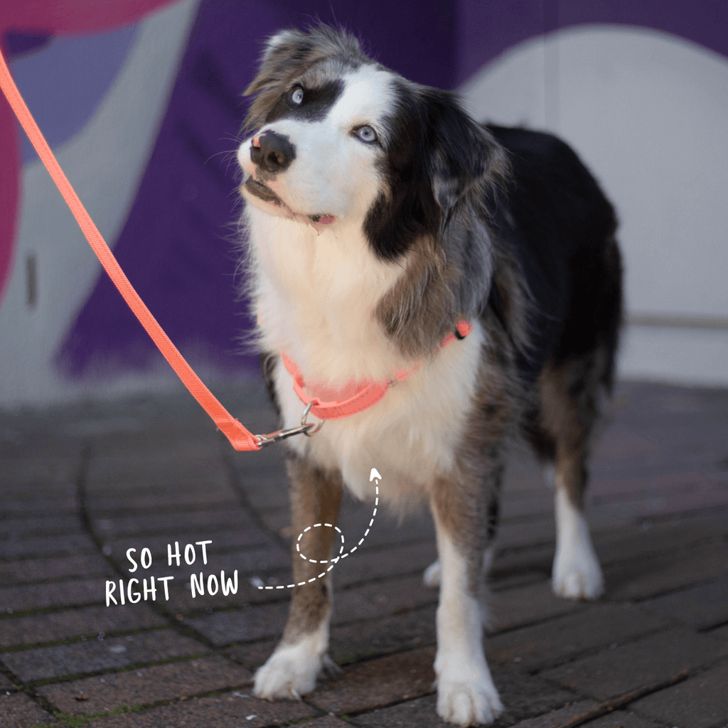 Pink no pull dog harness and leash front clip on reactive dog