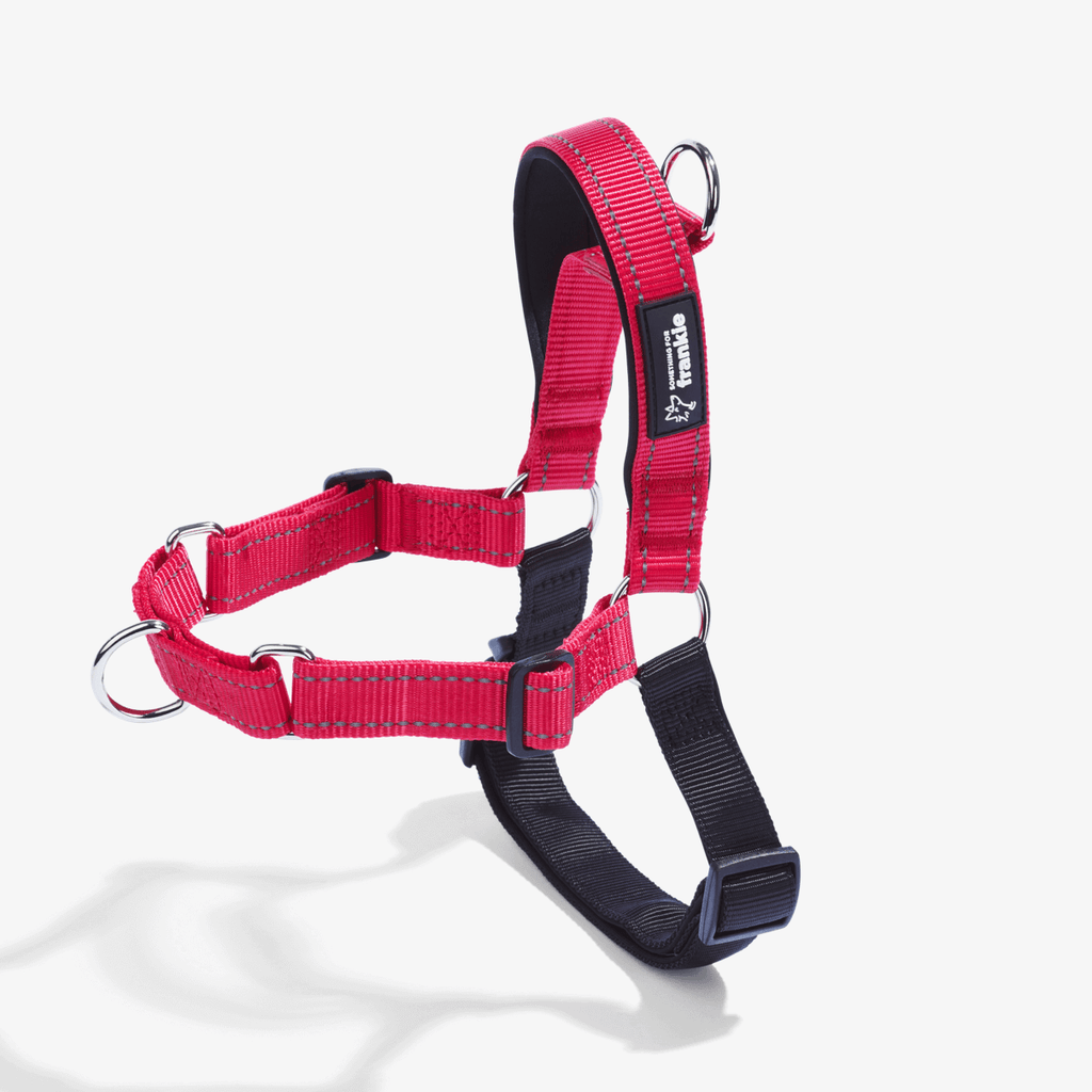 Red no pull dog harness showing padding and adjustable