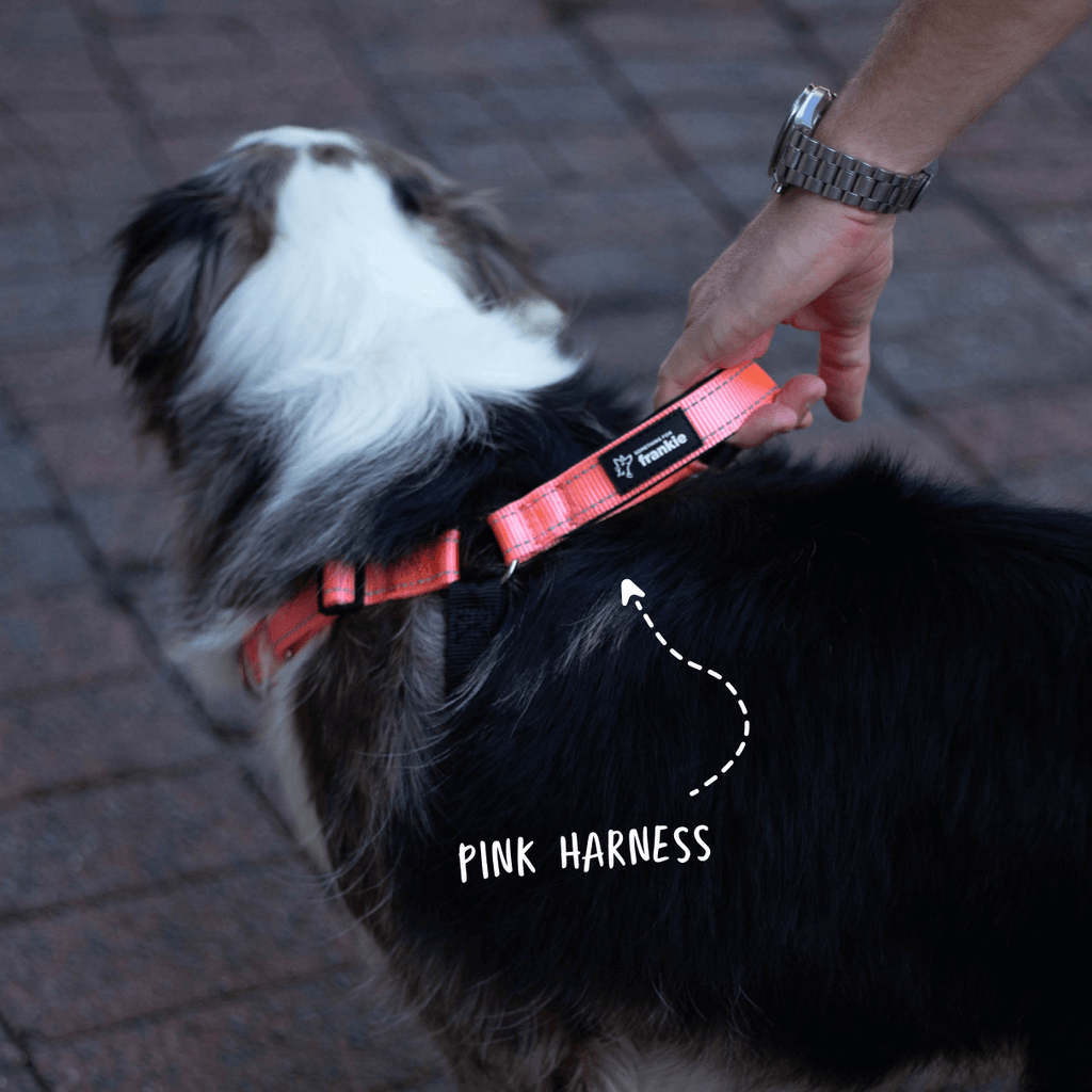 Pink no pull dog harness showing padded handle on reactive dog