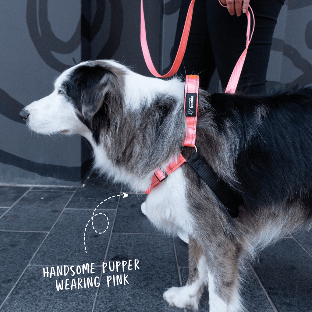 Pink no pull dog harness with matching leash on reactive dog