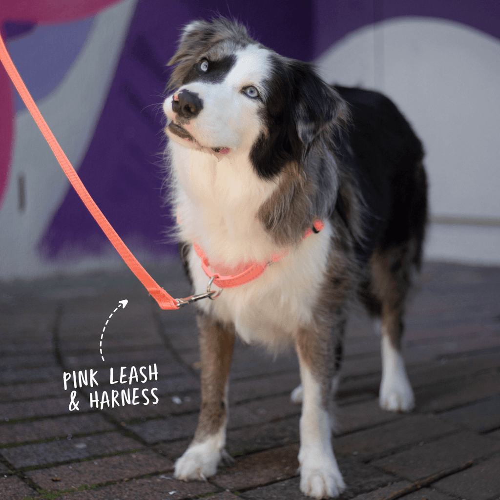 Pink no pull dog harness and leash front clip on reactive dog