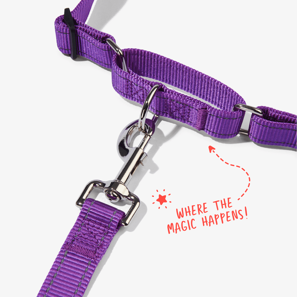 Violet no pull dog harness showing front clip and martingale loop to prevent pulling