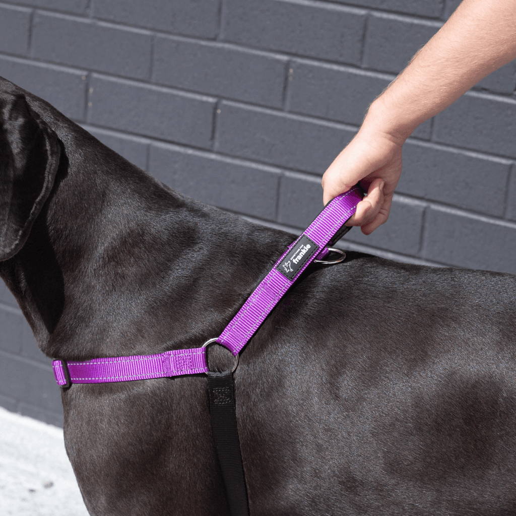 Violet no pull dog harness showing padded handle on large dog