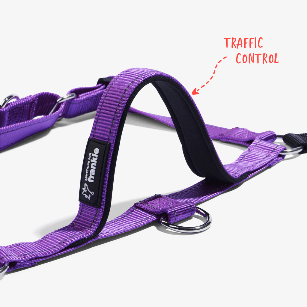 Violet no pull dog harness with padded handle for traffic control in busy areas
