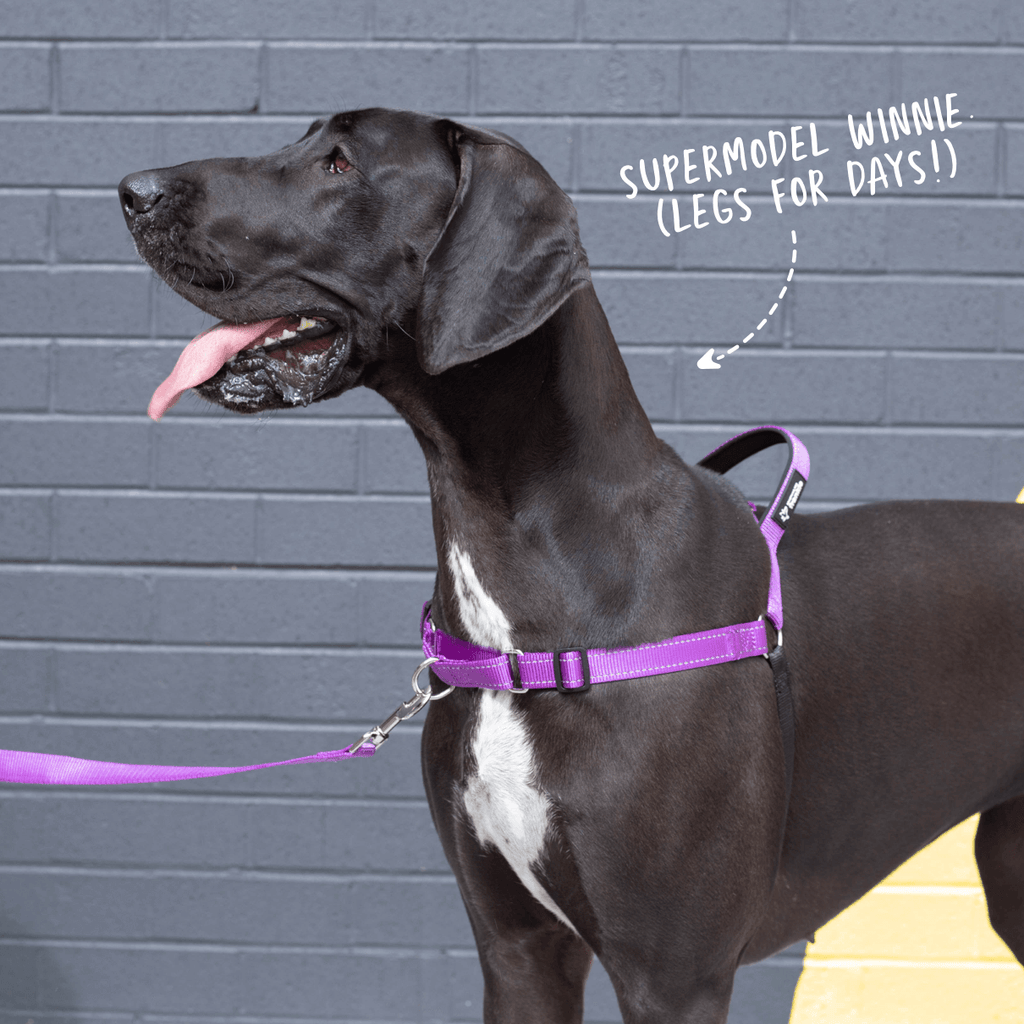 Violet no pull dog harness with matching leash on large dog