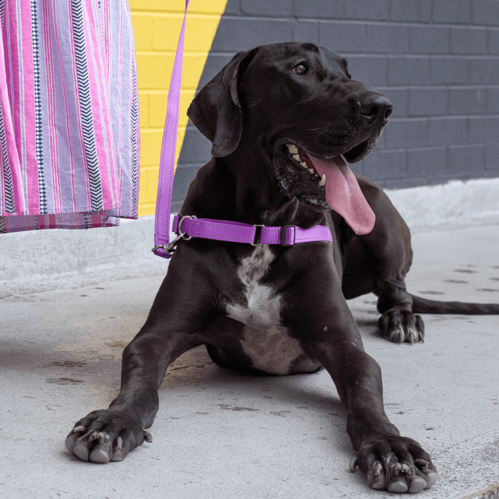 Violet no pull dog harness and leash front clip on large dog