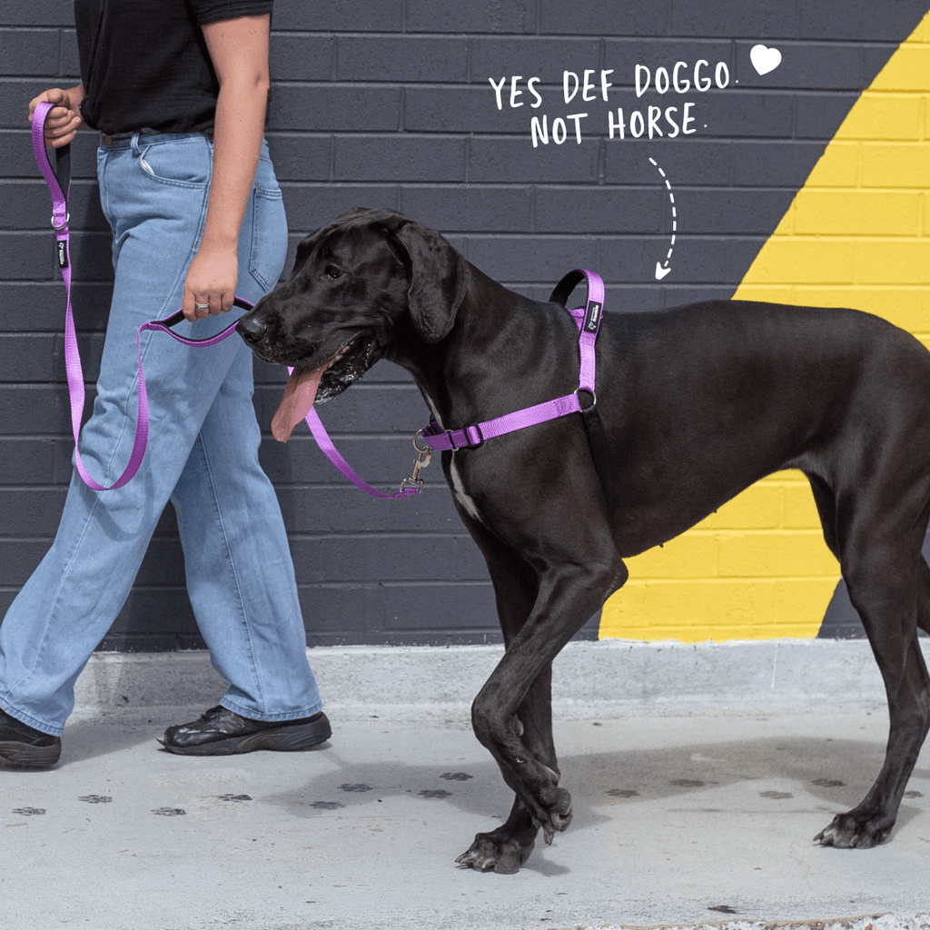 Stress free walking with violet no pull dog harness and leash front clip on large dog