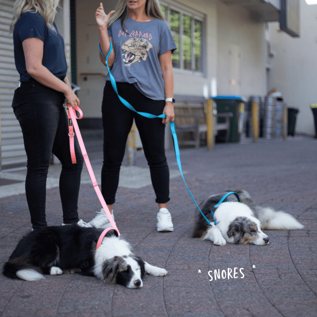 Aqua and pink total control dog leashes and leashes on calm reactive dogs
