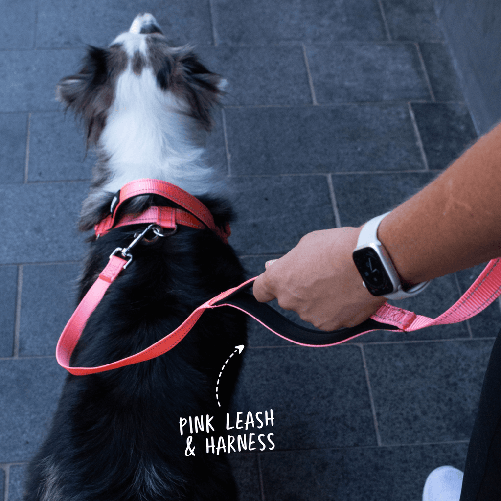Pink total control dog leash showing second handle in use plus matching no pull dog harness on reactive dog