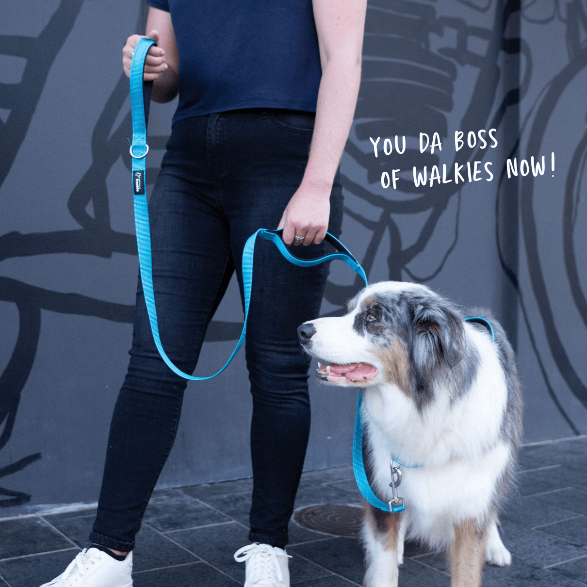 Aqua total control dog leash with two handles plus matching no pull dog harness on reactive dog