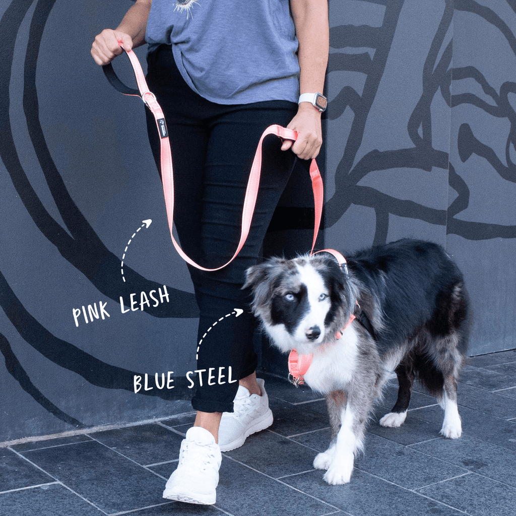 Pink total control dog leash with two handles plus matching no pull dog harness on reactive dog