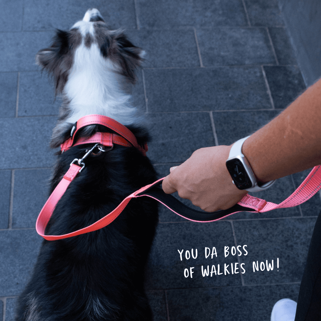 Pink total control dog leash showing second handle in use plus matching no pull dog harness on reactive dog