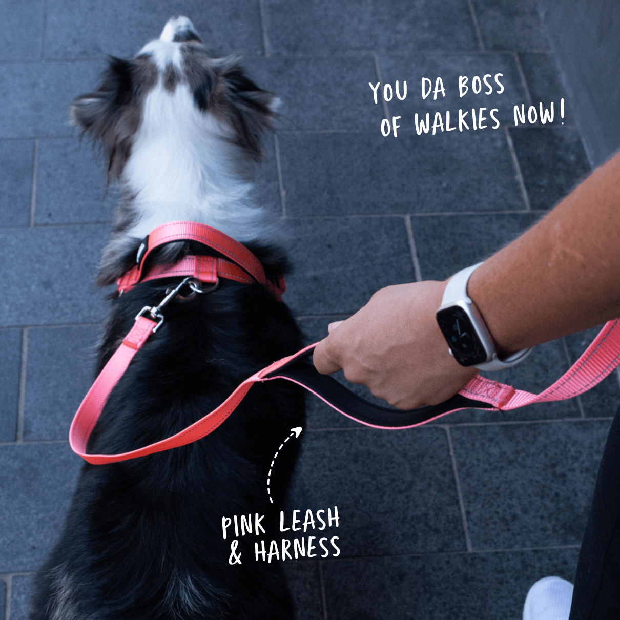 Pink total control dog leash showing second handle in use plus matching no pull dog harness on reactive dog