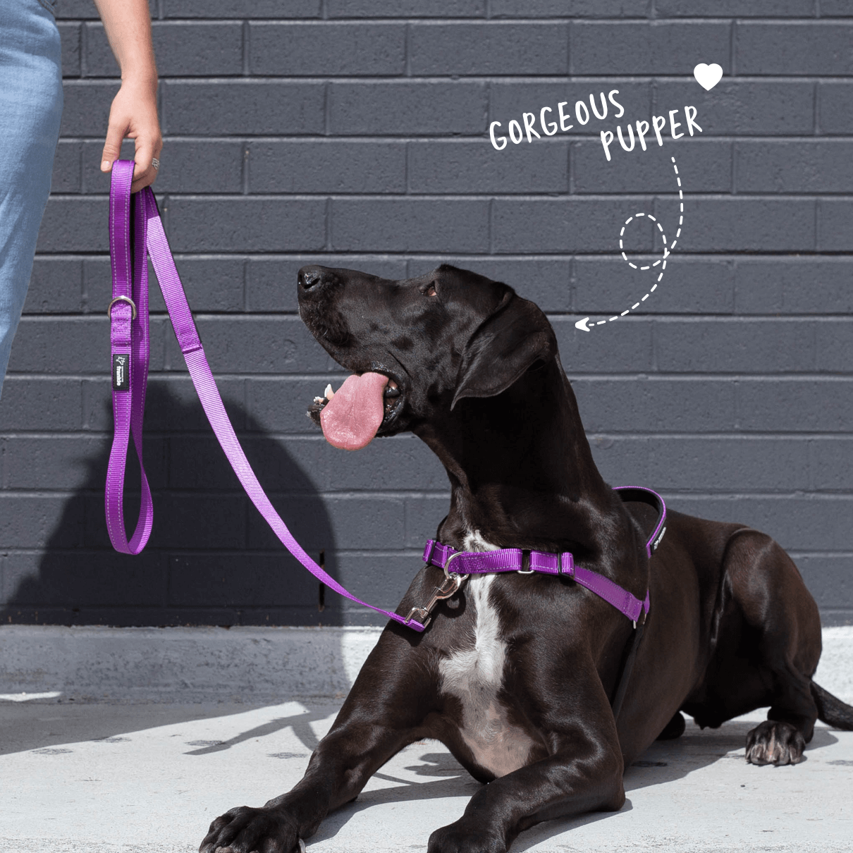 Violet total control dog leash with two handles plus matching no pull dog harness on large dog