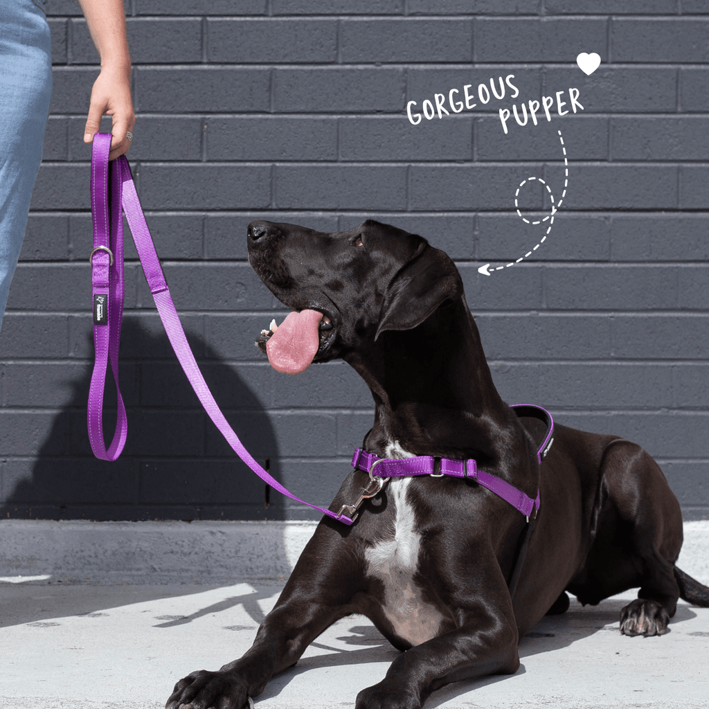Violet total control dog leash with two handles plus matching no pull dog harness on large dog
